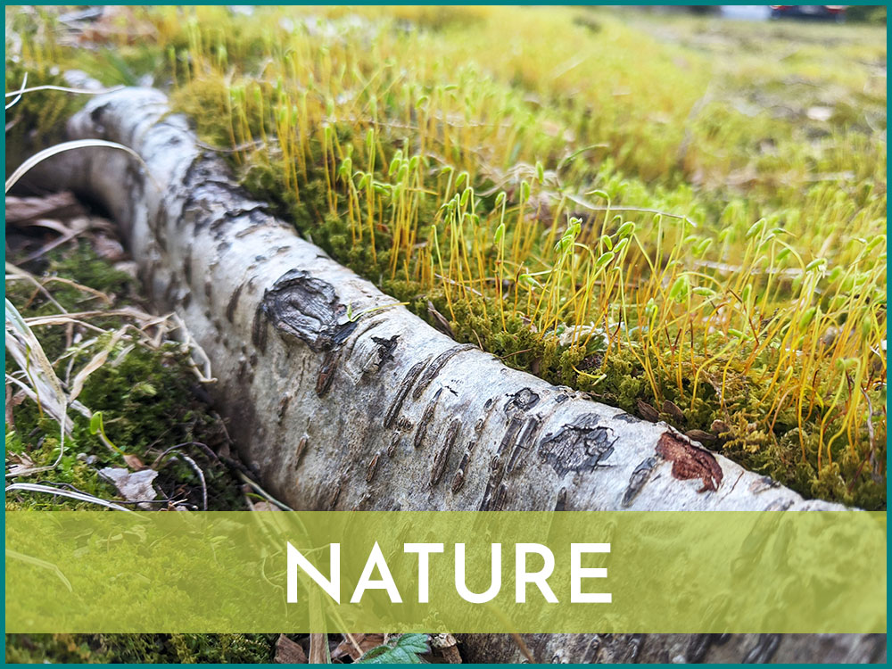 Image of a birch tree root surrounded by green moss with the word Nature on it