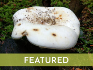 close up image of a white mushroom on the forest floor with white text overlaid that says featured photography