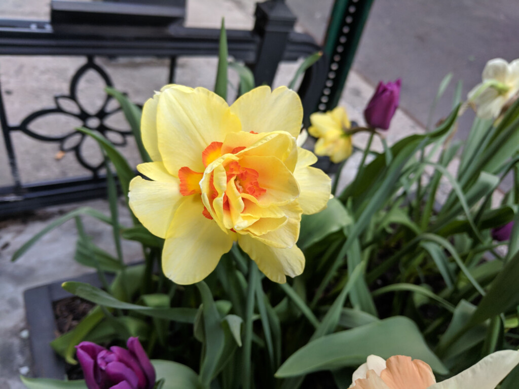 Daffodil in full bloom