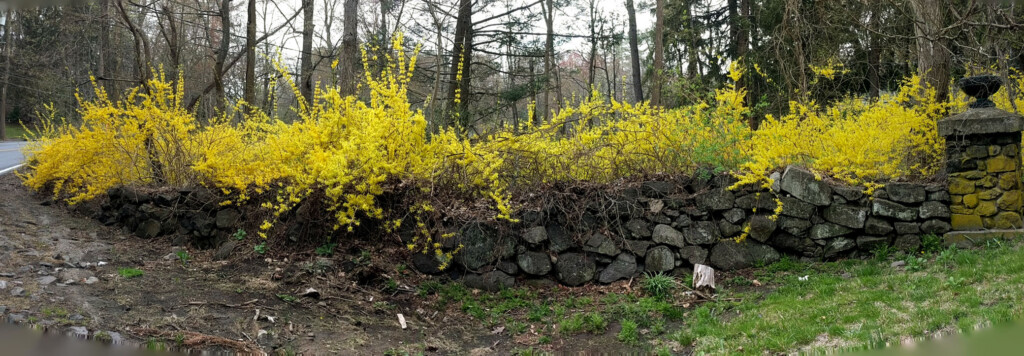Forsythia along a stone wall in spring