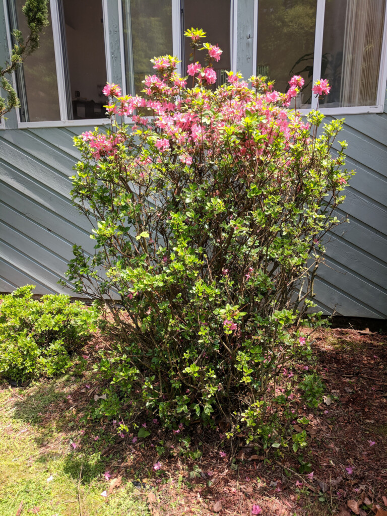 Large azalea bush after pruning dead branches