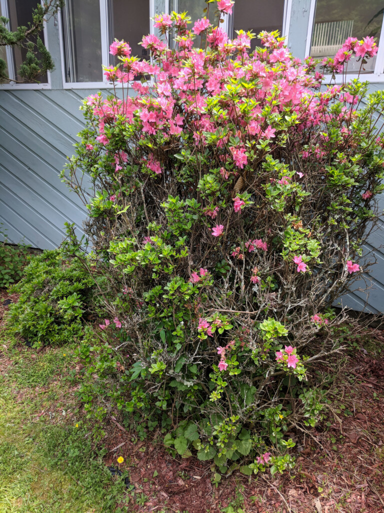 Large azalea bush before pruning dead branches