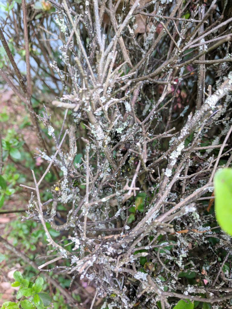 Close up of branches with fungus which is why large azalea bush needed pruning