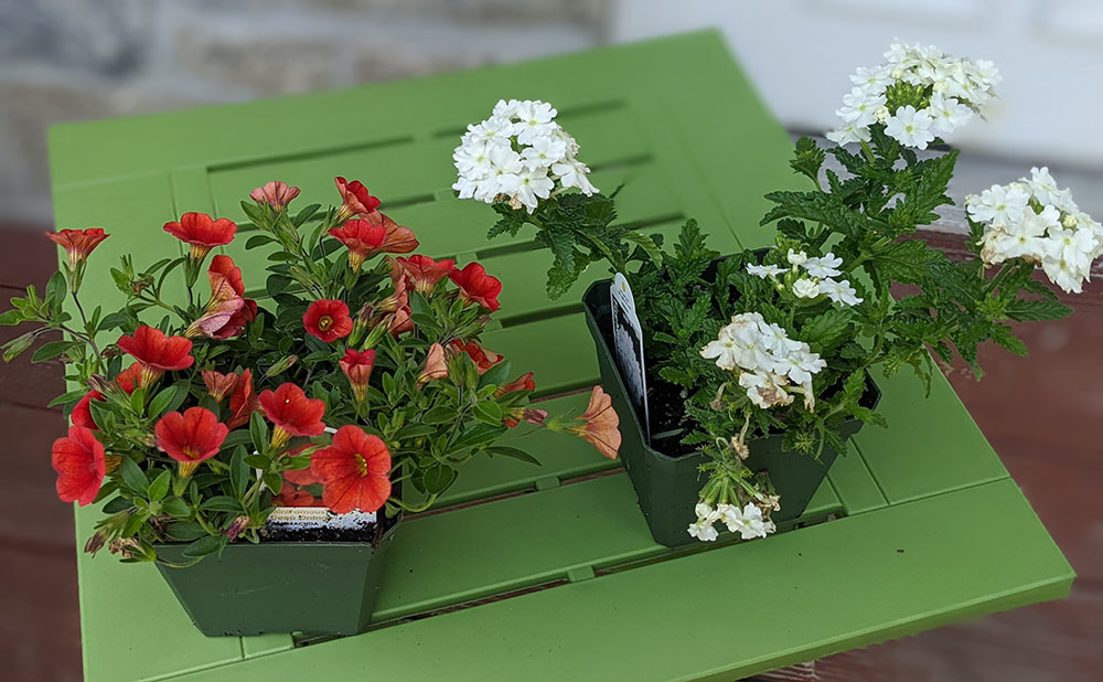 a small pot of red flowers and one with white flowers on a green plastic outdoor end table.