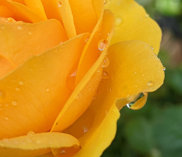 close up of a half of a yellow rose with water drops on the petals