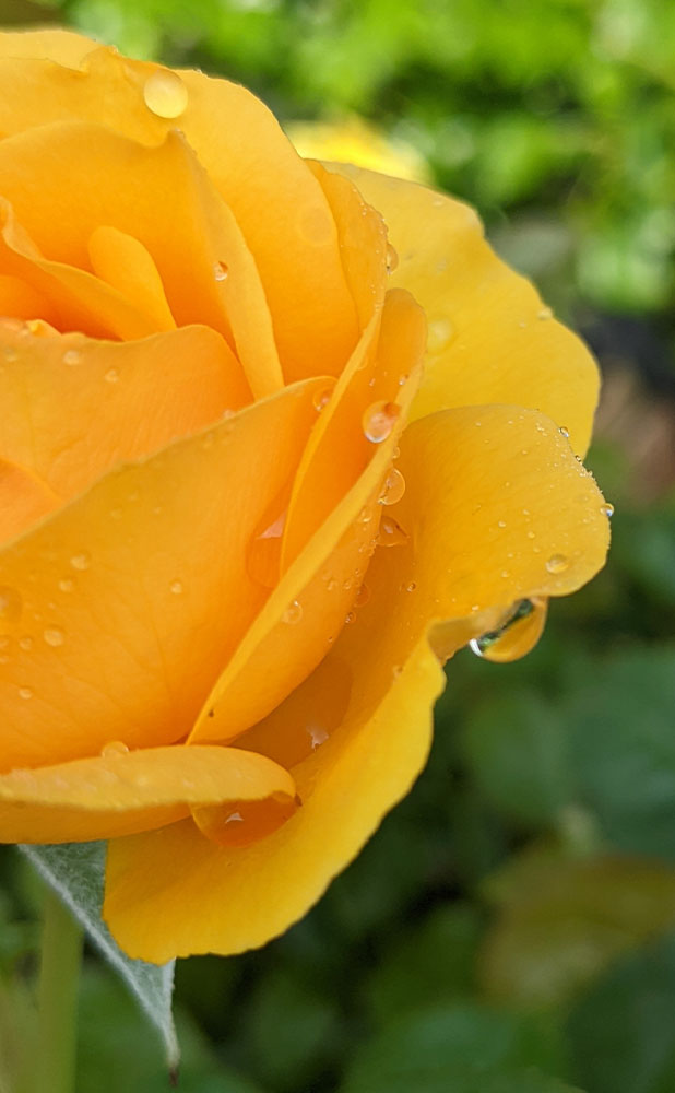 close up of a half of a yellow rose with water drops on the petals
