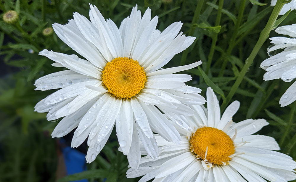 a close up of two white daisies with yellow centers and water drops on their petals