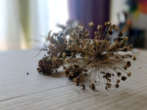 close up of dried allium flower and seed pods on a piece of cardboard