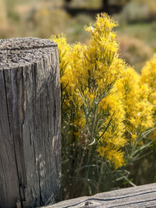 yellow flowers next to weathered fence post