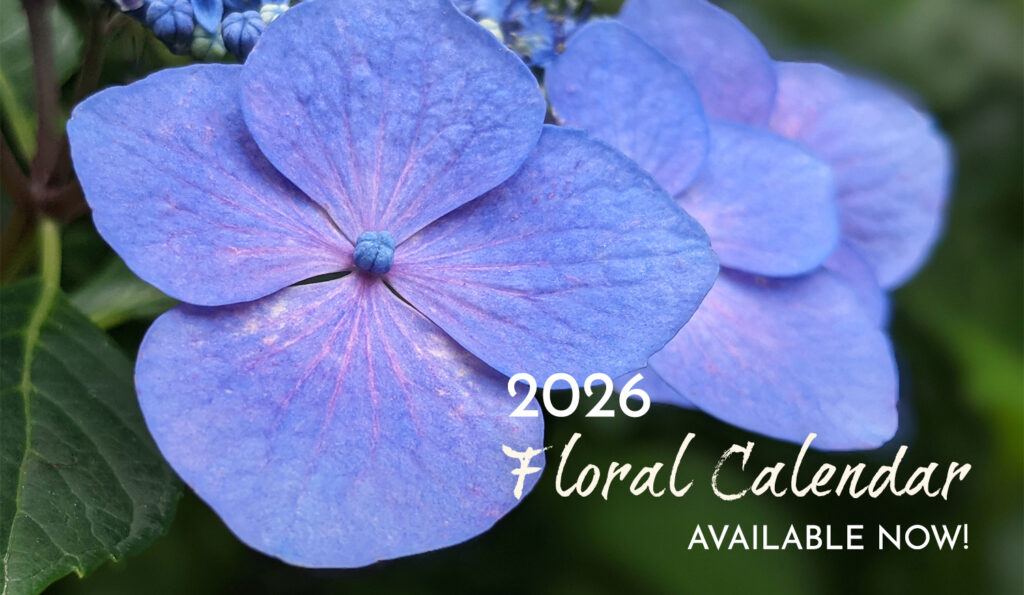 Photo of close up of deep purple blue hydrangea flowers with the text Floral 2026 Calendar for Sale overlaid on top