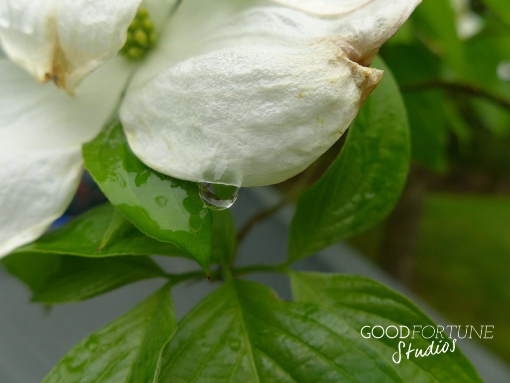 Close up of a white dogwood flower petal with a water drop