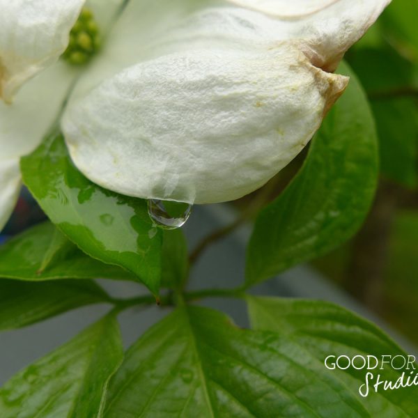 White dogwood flower petal with a water drop
