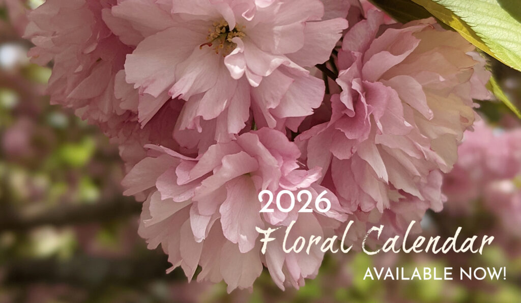 Text in image says 2026 Floral Calendar available for purchase overlaid on a bunch of deep pink cherry blossoms