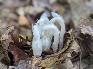 ghost pipe mushrooms, which are totally white, on a background of brown, dead leaves