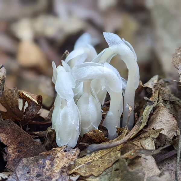 ghost pipe mushrooms, which are totally white, on a background of brown, dead leaves