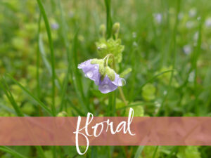 two small violets in a green field with the word floral overlaid