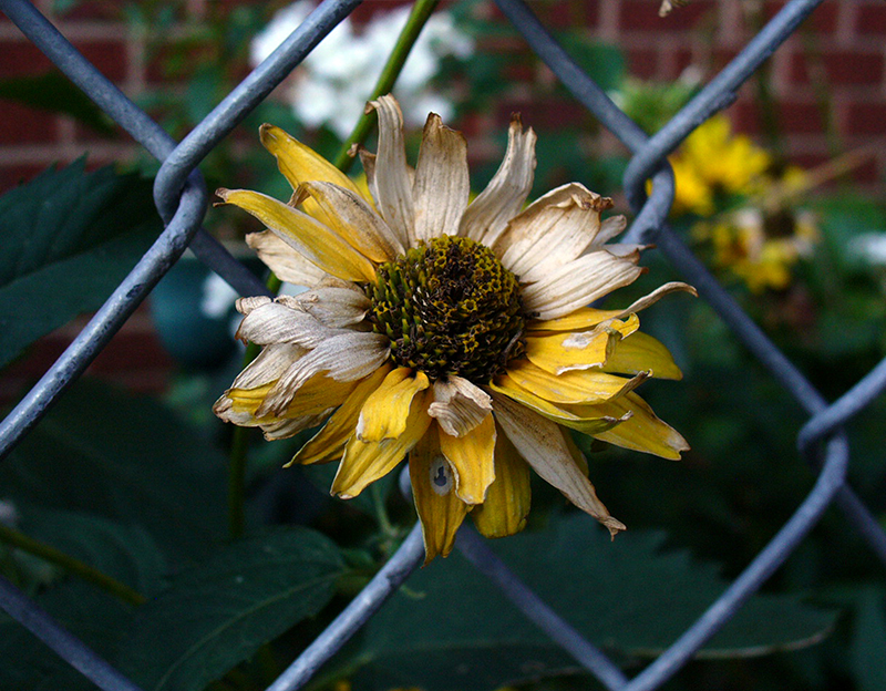 Yellow daisy through a green chain link gate with a few decaying petals