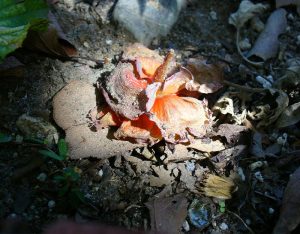 Spotlighted orange flower in a state of decay
