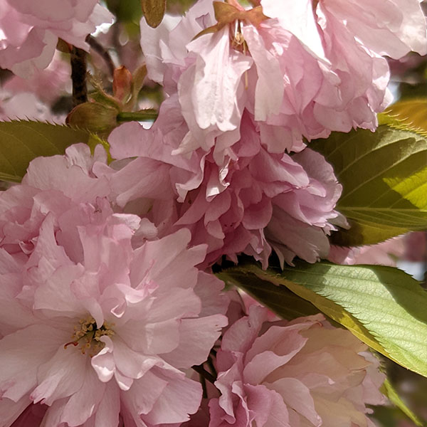 close up of pink cherry blossom flowers with green leaves