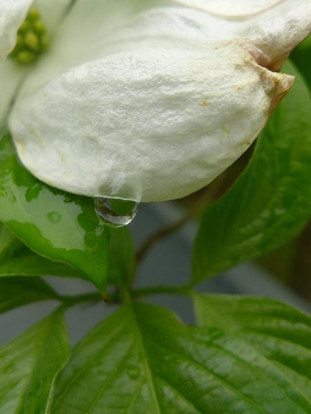 Water droplet off of white dogwood petal