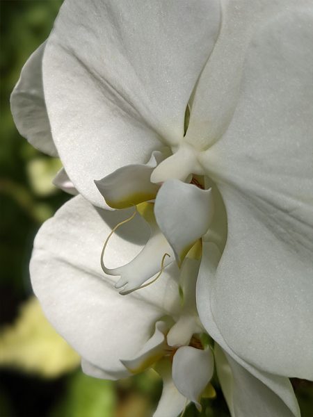 Close up of white orchid