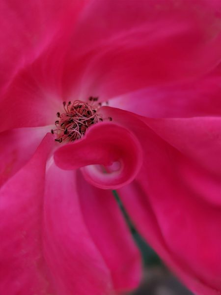 Pink petal curl