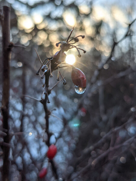Winter Sun