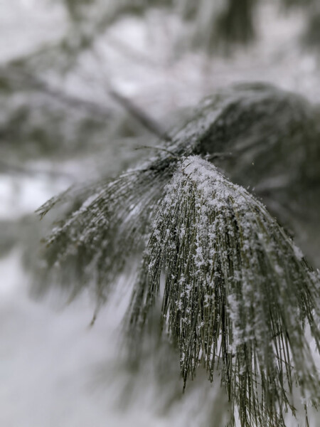 Softness in Winter