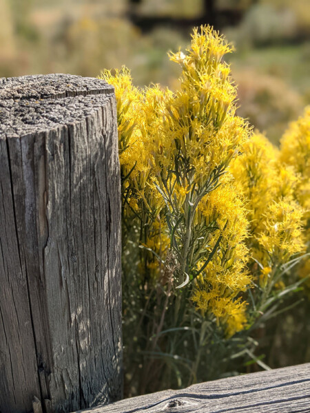 yellow flowers next to weathered fence post