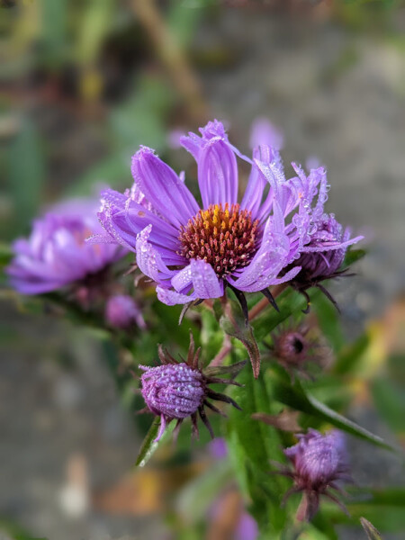 purple flower with orange center covered in water drops
